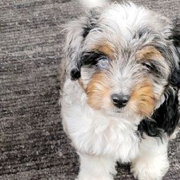 Aussiedoodles, Cockapoos, Goldendoodles, Poodles, and Toy Australian Shepherds from CW Aussiedoodles