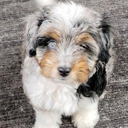 Aussiedoodles, Cockapoos, Goldendoodles, Poodles, and Toy Australian Shepherds from CW Aussiedoodles