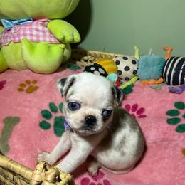 Caroline - White female Pug puppy in Hesperia, Michigan from Manistee Farms