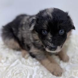 Winnie - Green Collar - Blue merle female Australian Shepherd puppy in San Marcos, California from Faith Family Freedom Farm
