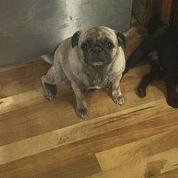 Kiara - Fawn female Pug puppy in Tacoma, Washington from Glamour pugs