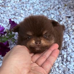 Carmella (Chocolate and Tan Female) - Chocolate and tan female Pomeranian puppy in Buck Valley, Pennsylvania from Buck Valley Pomeranians