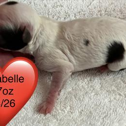 Annabelle - Brown female Poodle puppy in Mineral Wells, Texas from S.H.A.R.P.’s Toy Poodles