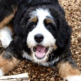 Bernedoodles and Cavapoos from Bernedoodle Boutique (and Cavapoos)