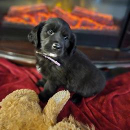 Pink little girl - Dark golden female Golden Retriever puppy in Fowlerville, Michigan from Gratz Kennels