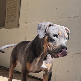 Red - Lilac tri-color female American Bully puppy in Tallahassee, Florida from Alpha Street Bully Kennels