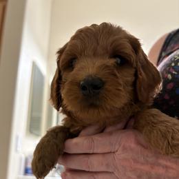 Mr. White - Red  male Goldendoodle puppy in Vacaville, California from North Bay Goldendoodles