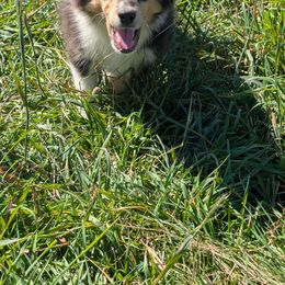 Reese's - Black white and tan male Collie puppy in Caribou, Maine from Northlane Siberians