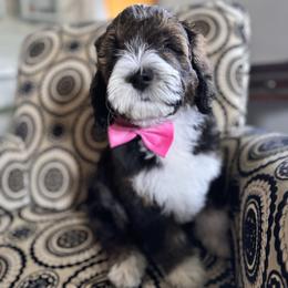 Bernedoodle, Cockapoo, and Goldendoodle Puppies from Avery Doodle Day LLC