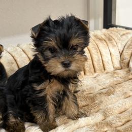 Paris - Blue and gold female Yorkshire Terrier puppy in Portland, Oregon from Bohemian Beauty Yorkshire Terrier