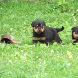Black and Tan Coonhound and Rottweiler Puppies from Vom Heldenhaft Rottweilers