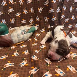 Canvasback - Liver white and roan male English Springer Spaniel puppy in Braidwood, Illinois from A & R Springers