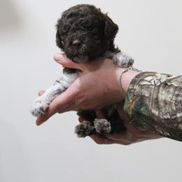 Lagotto Romagnolo Puppies from Royal and Loyal Lagotto Romagnolo