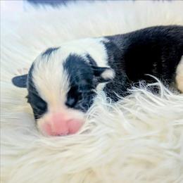 Grateful - Brindle and white female Cardigan Welsh Corgi puppy in Hotchkiss, Colorado from Bell S Ranch