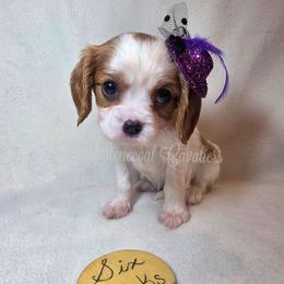 Aurora - Blenheim female Cavalier King Charles Spaniel puppy in Kermit, West Virginia from Stonecoal Cavaliers