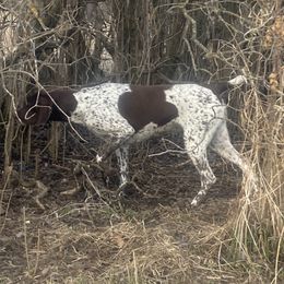 German Shorthaired Pointer Puppies from Mancandy German Shorthairs