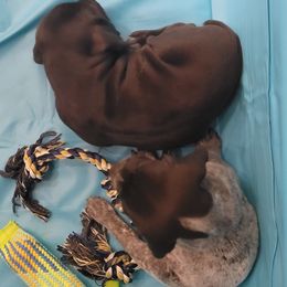 German Shorthaired Pointer Puppies from Stoney Fork German Shorthaired Pointers