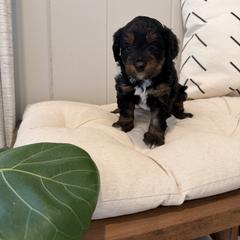 Goofy - Black tri-color male Aussiedoodle puppy in Tryon, North Carolina from Melrose Mountain Farm