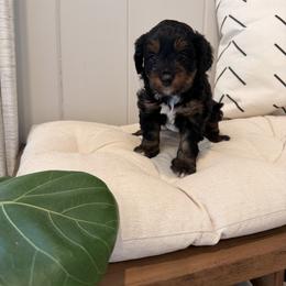 Goofy - Black tri-color male Aussiedoodle puppy in Tryon, North Carolina from Melrose Mountain Farm