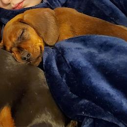 Nutmeg - Red male Dachshund puppy in Tucson, Arizona from Luna May's daschunds