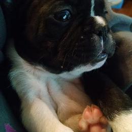 French Bulldog Puppies from Sproull's Fabulous French Bulldogs of Howell Michigan