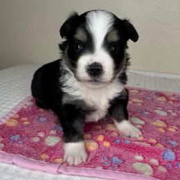 Cozy - Black tri female Miniature American Shepherd puppy in Tonasket, Washington from V5 Aussies