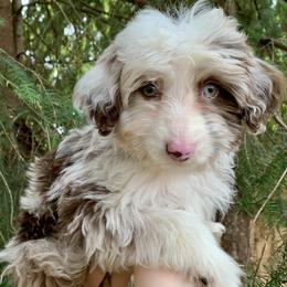 Aussiedoodles and Bernedoodles from Clemleth Aussiedoodles