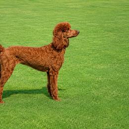 Poodles from Peak Red Standard Poodles