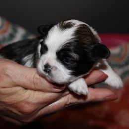 "MiMi found a family :)" Shih Tzu Puppies from Fuller Shih Tzus