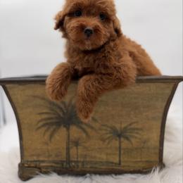 Golden - Red female Bernedoodle puppy in Ocala, Florida from Bernedoodles of Florida