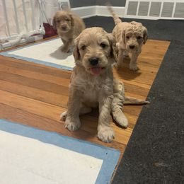 Double Doodle Puppies from COCKADOODLEPOO - TRAINED PUPPIES