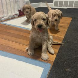 Double Doodle Puppies from COCKADOODLEPOO - TRAINED PUPPIES