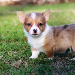 Bambi - 2200 - Red merle and white male American Corgi puppy in Star City, Arkansas from T4 Farms