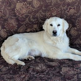 Annie - Golden Retriever