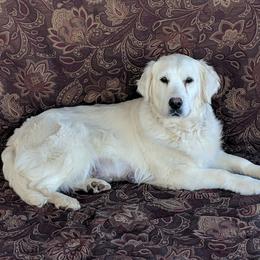Annie - Golden Retriever