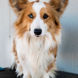 Booze - Pembroke Welsh Corgi