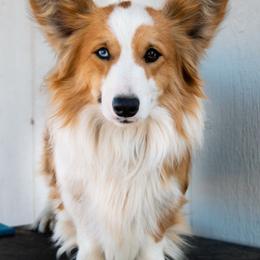 Booze - Pembroke Welsh Corgi