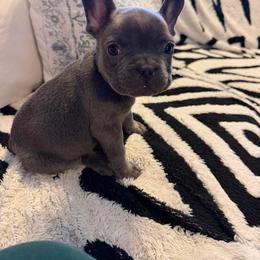 French Bulldog Puppies from Pardon My Frenchies
