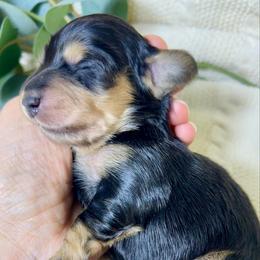 Black and Cream - Black and cream male Dachshund puppy in Nampa, Idaho from Long_and_Low_Dachshunds