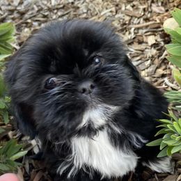 Shih Tzus from Precious Shih tzus
