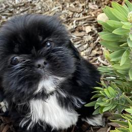 Shih Tzus from Precious Shih tzus