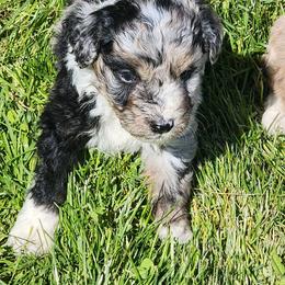 Thorn - Blue merle male Aussiedoodle puppy in Mount Clare, West Virginia from Pineview Farms Australian Shepherds