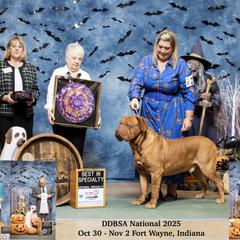 Dogue de Bordeaux Puppies from Bolshaya Bordeaux