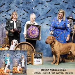 Dogue de Bordeaux Puppies from Bolshaya Bordeaux