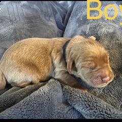 Boy 3 - Double Doodle puppy in Rancho Cordova, California from Funny Farm Doodles
