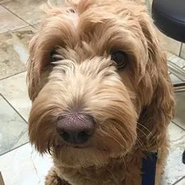 Kai - Australian Labradoodle