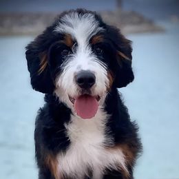 Bernedoodles, Goldendoodles, Poodles, and Sheepadoodles from Dapper Doodle Pups