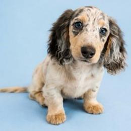 Tanner - Dapple male Dachshund puppy in Lincoln, Arkansas from Red Dirt Dachshunds