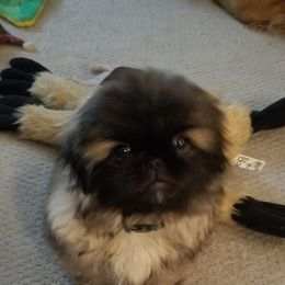 Pekingese Puppies from Richards Root River Pekingnese