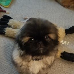 Pekingese Puppies from Richards Root River Pekingnese